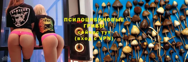 Псилоцибиновые грибы Cubensis Нижний Ломов